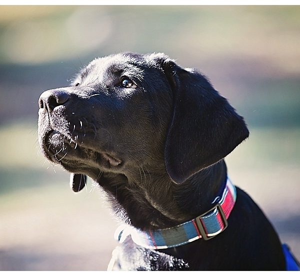 Throwback Thursday-Dog Edition