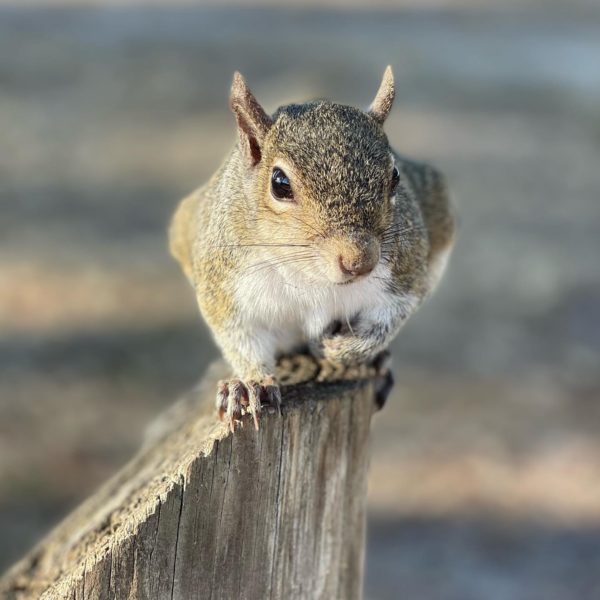 Look! A Squirrel!  Blogmas Day 4