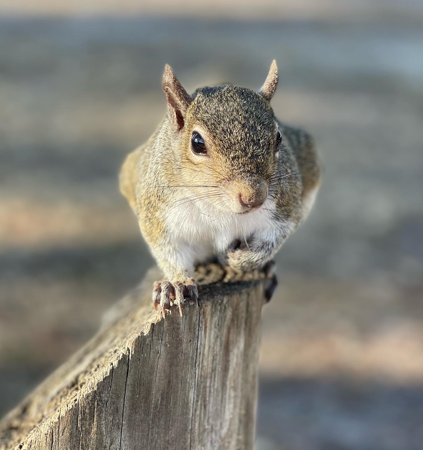 Look! A Squirrel!  Blogmas Day 4